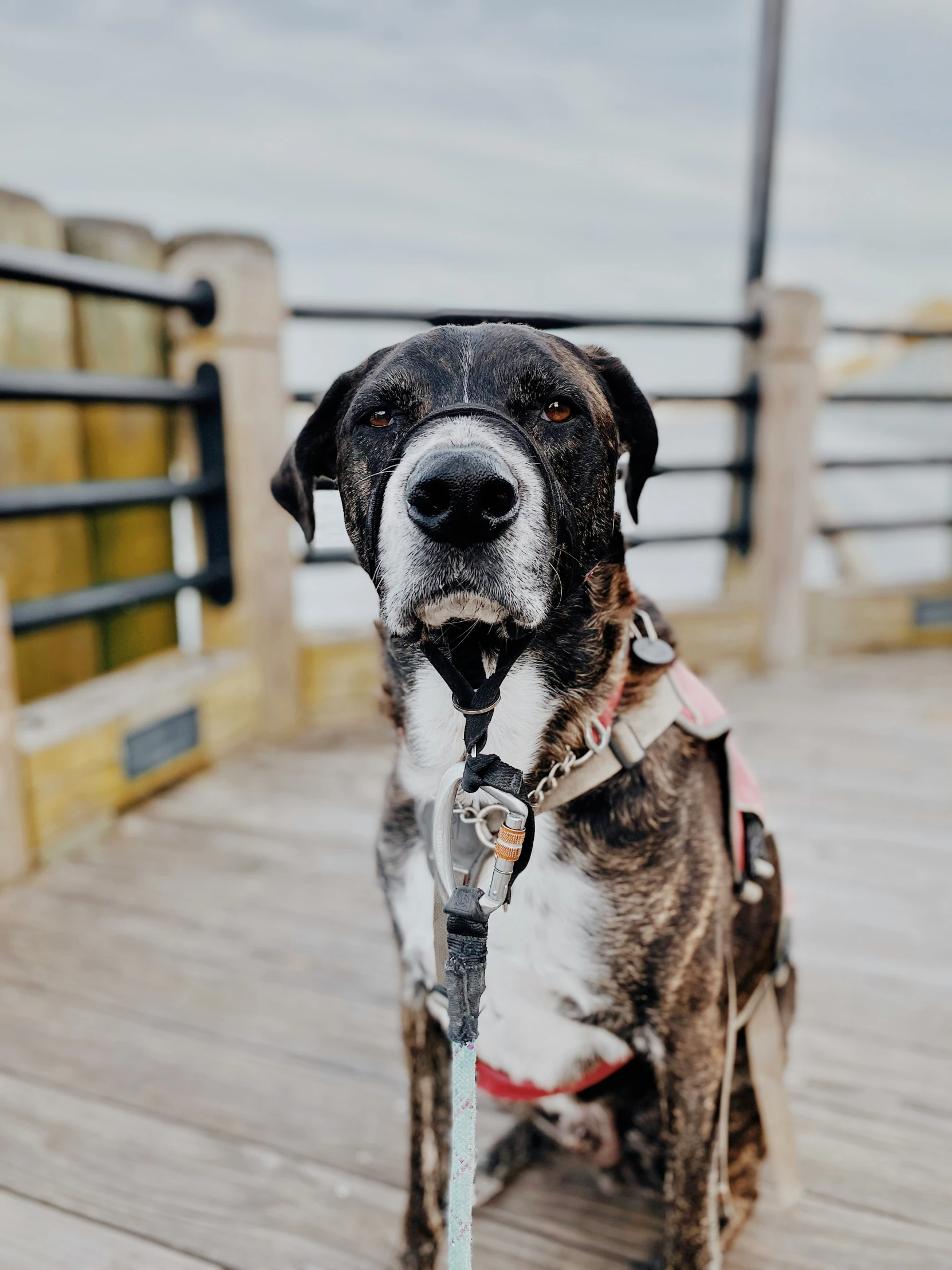 a large dog with a muzzle on standing on the boardwalk