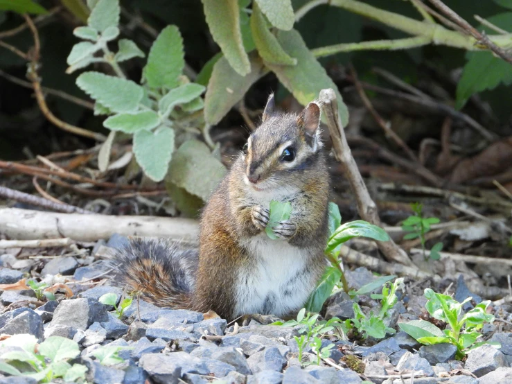 a squirrel sitting in some rocks on the ground