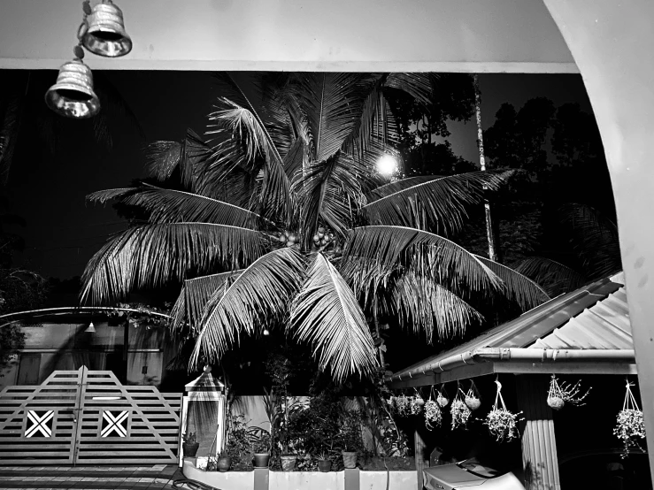 the view of a night time scene of palm trees and a stairway