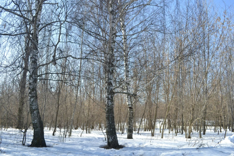 an area of snow covered ground with trees and bench