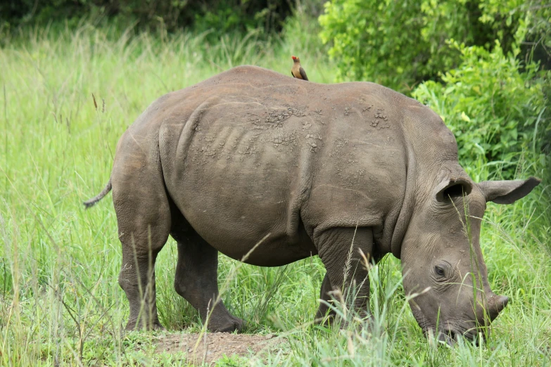 an animal is standing in tall grass eating some plants