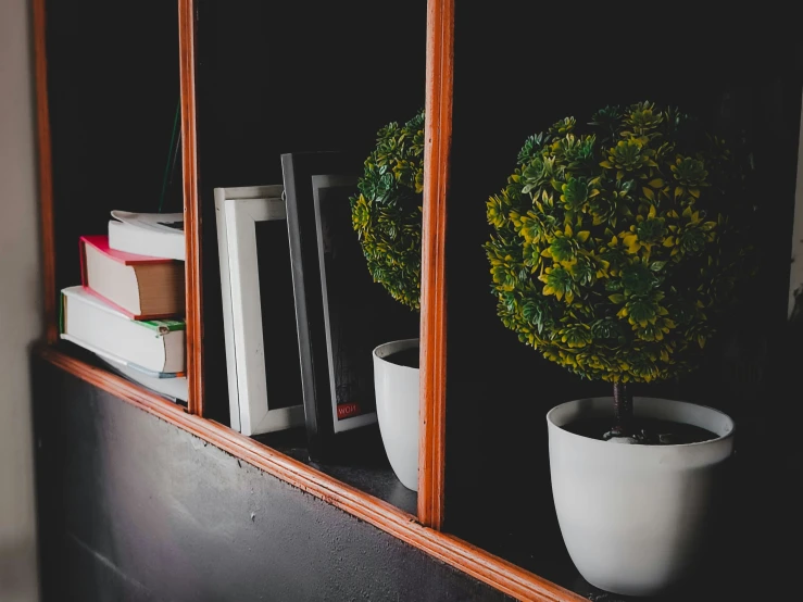 two plants that are sitting in some pots