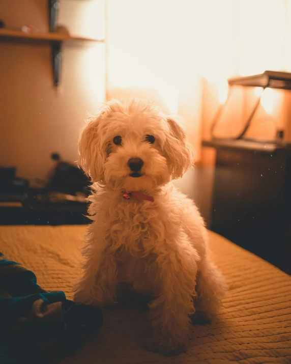 small white dog sitting on the bed in the evening