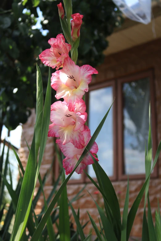 a tall pink flower growing in front of a house