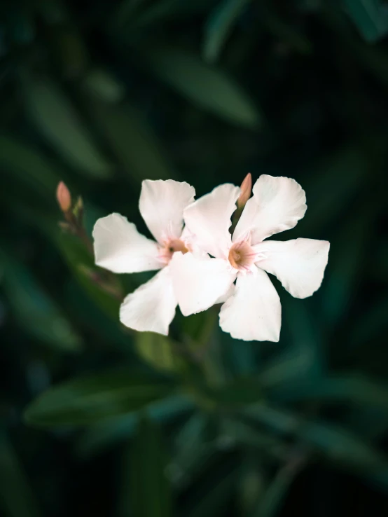 some white flowers are in the middle of some plants