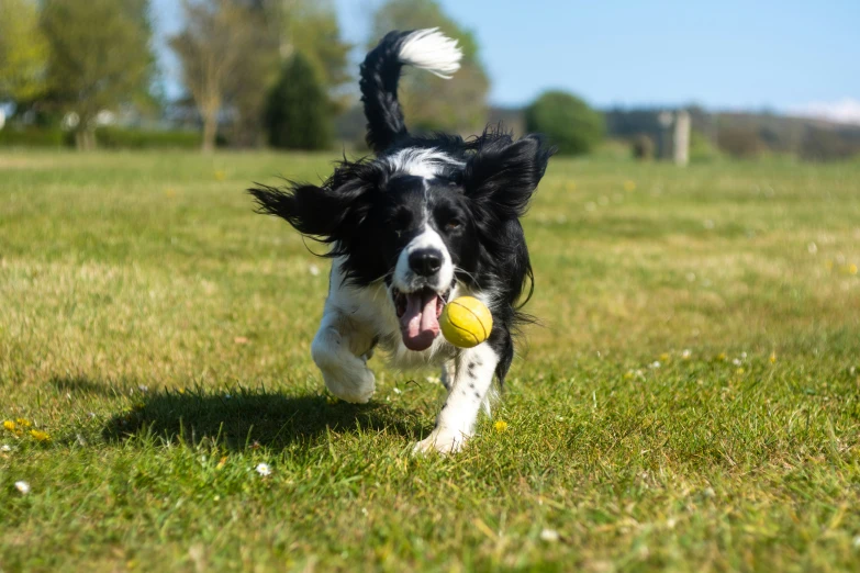 a dog is running through the grass with a ball in its mouth