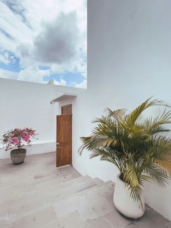 a plant sits on the porch near two potted plants