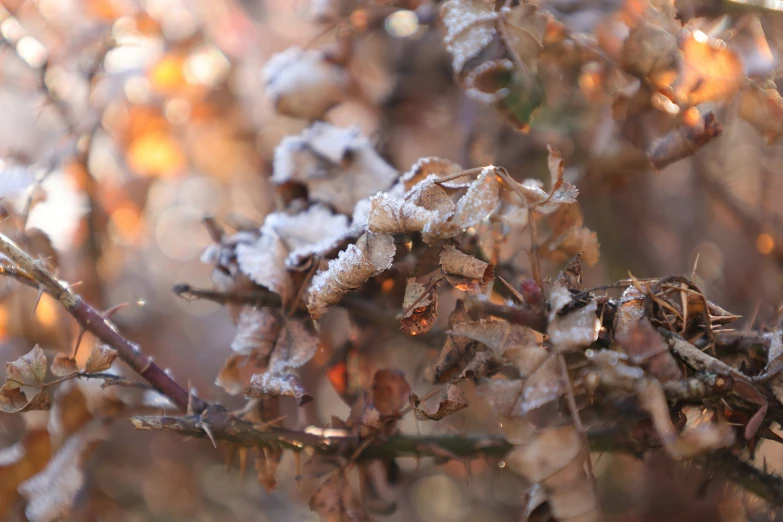 there are some frosted plants near a tree