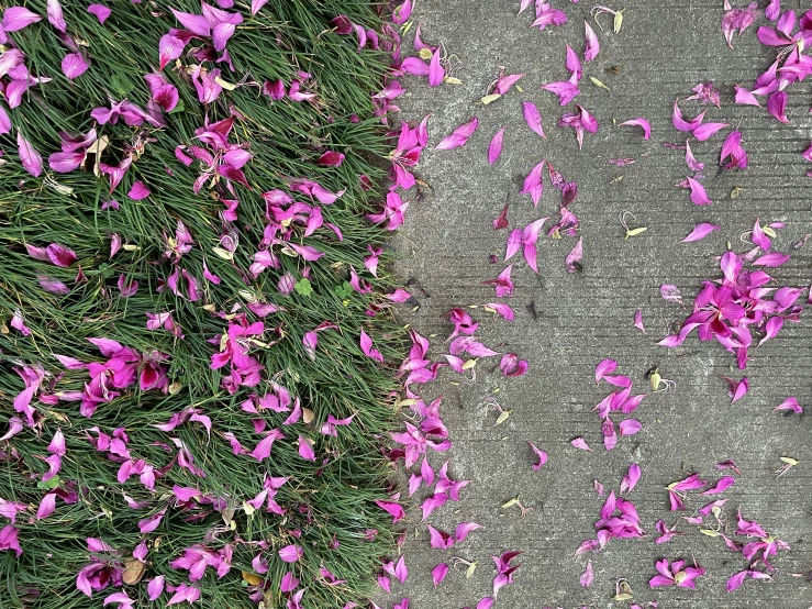 purple petals fall off the grass beside a sidewalk
