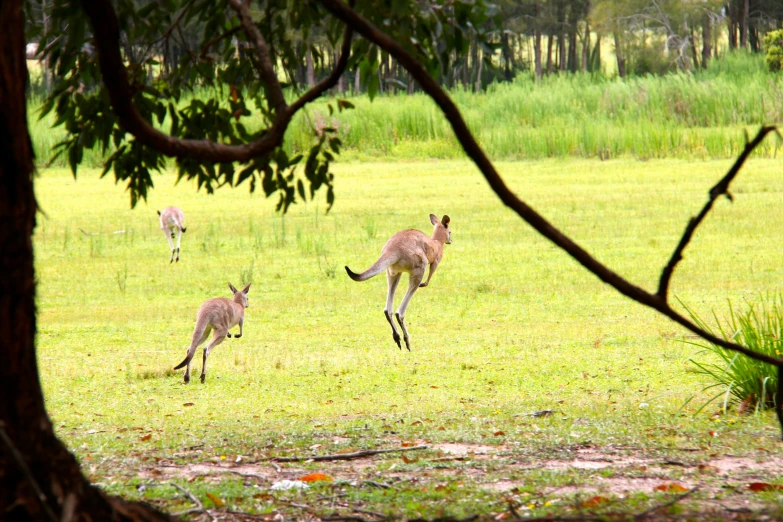 kangaroos are running in the grass with other animals