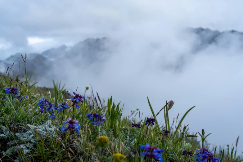 some grass flowers and clouds in the background