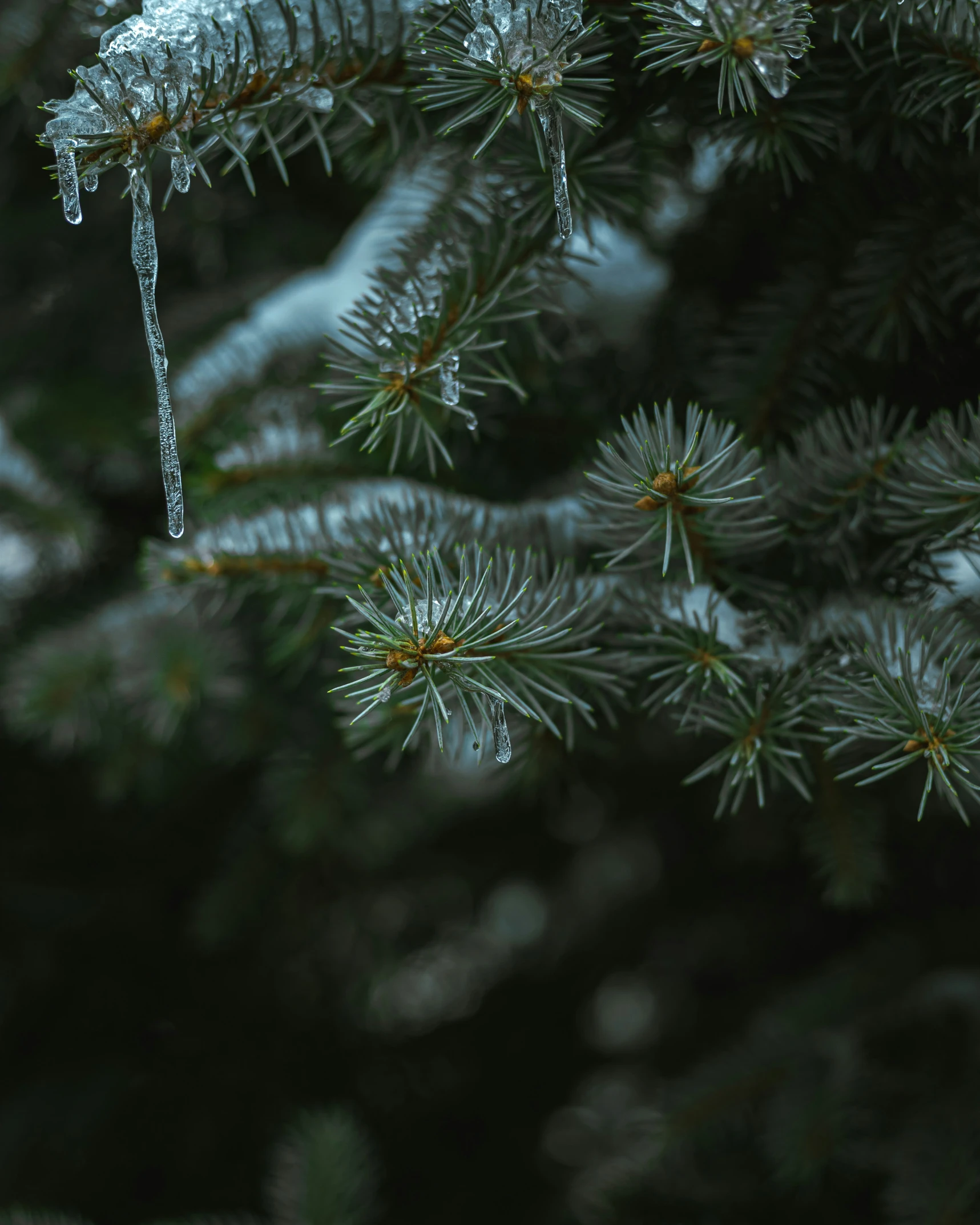 the nches of a pine tree with icicles