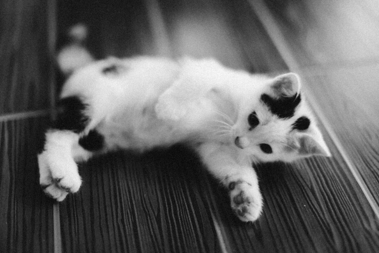 a little kitten laying on top of a wood floor