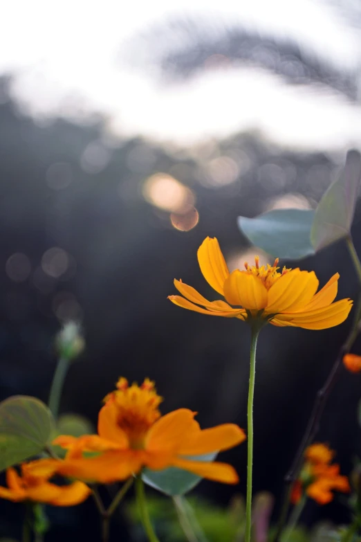 bright yellow flowers grow in the field of grass