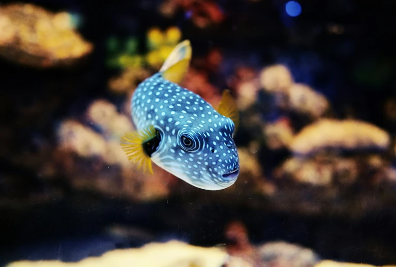 a blue and white spotted fish floating in the water