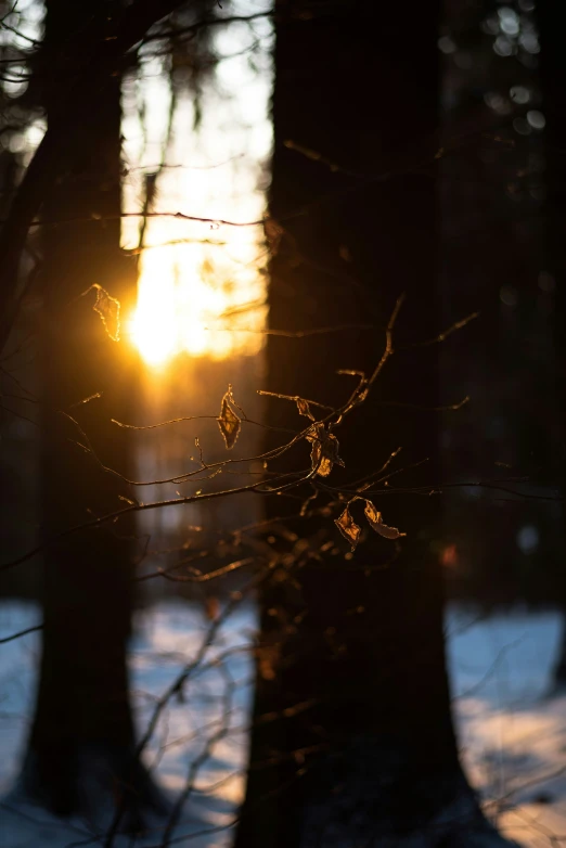 a sun in a field behind some trees