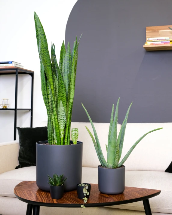 a couple of plants that are on a table