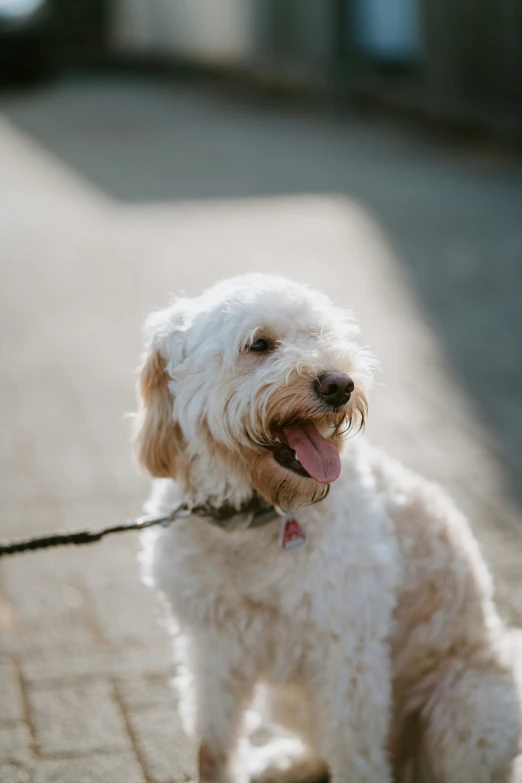 a small white dog tied up to a handle on a leash