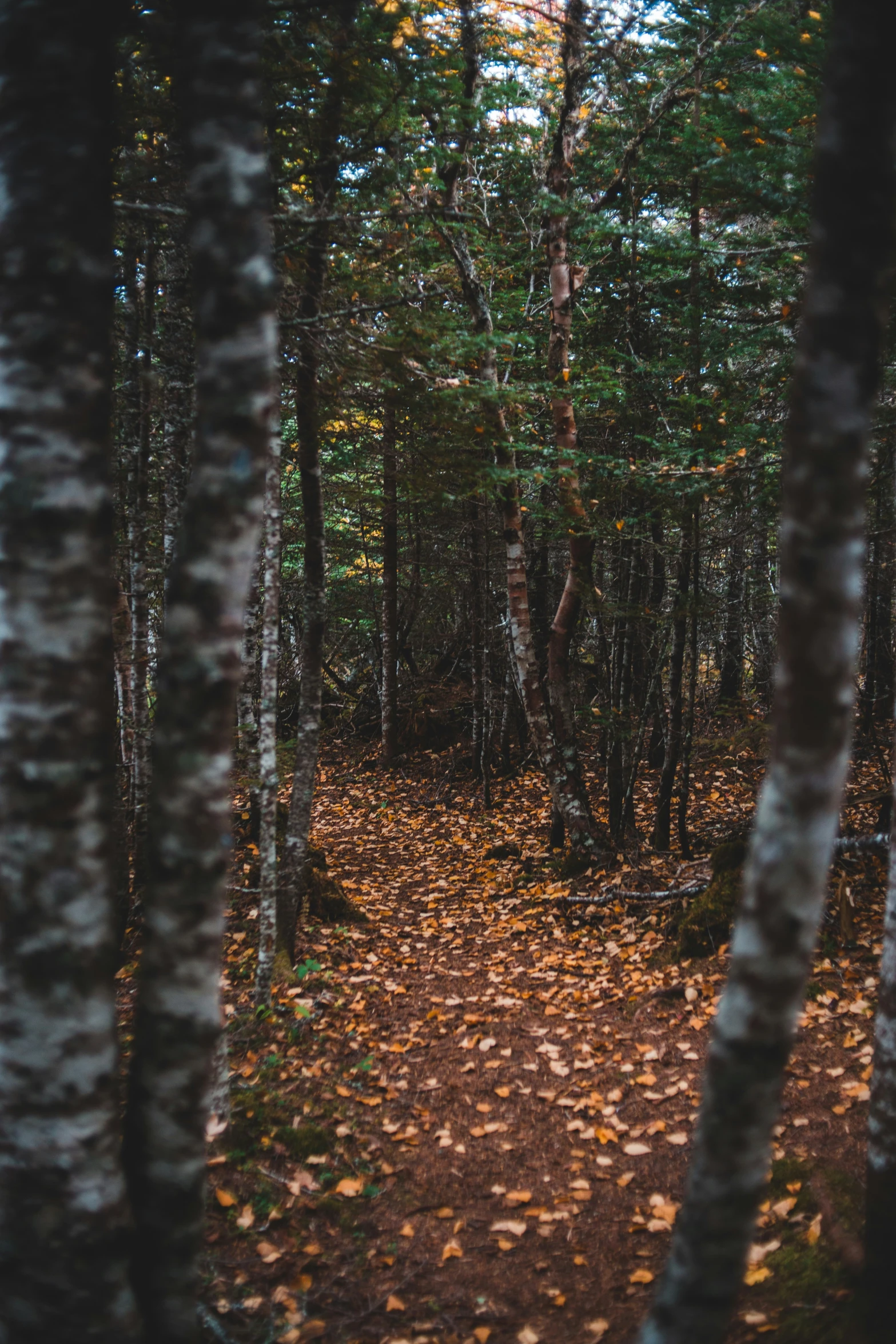 a walk way surrounded by trees and leaves