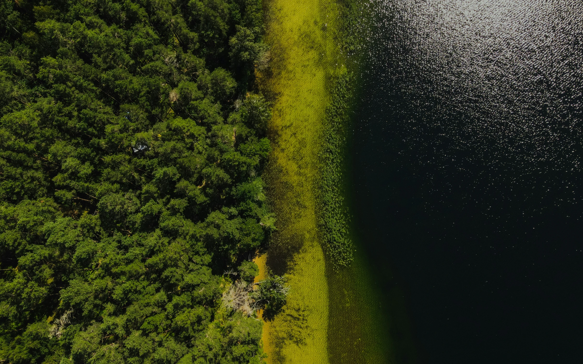 aerial view of the river and a forest