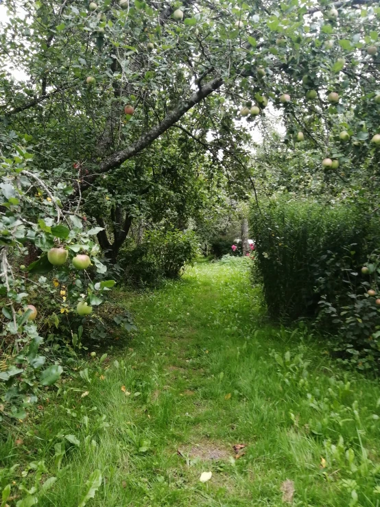 apple orchard trees and small shrubs line the path