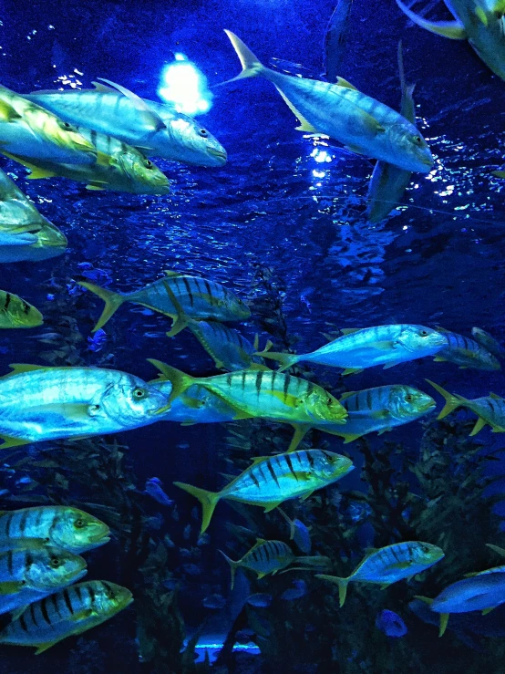 a school of fish swimming in the sea