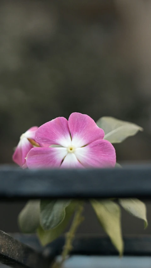 a pink flower sitting on top of a metal rail