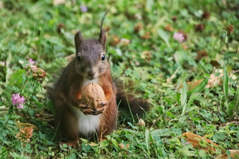 a squirrel is standing in a field with its nut