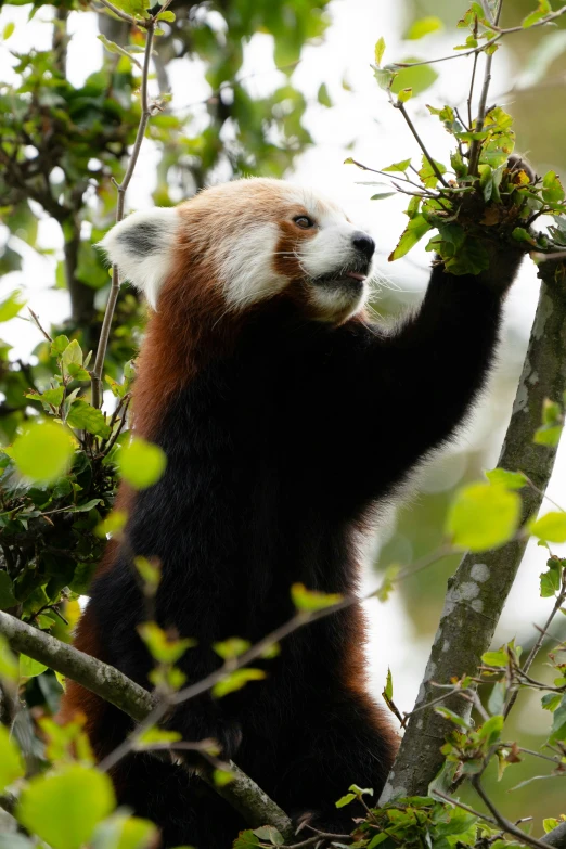 a white - bellied panda on the nches of trees