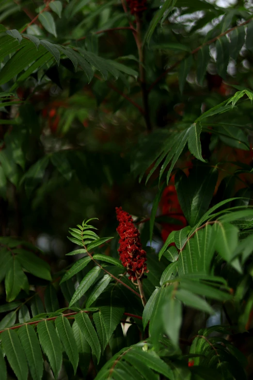 a picture of some green leaves and red flowers