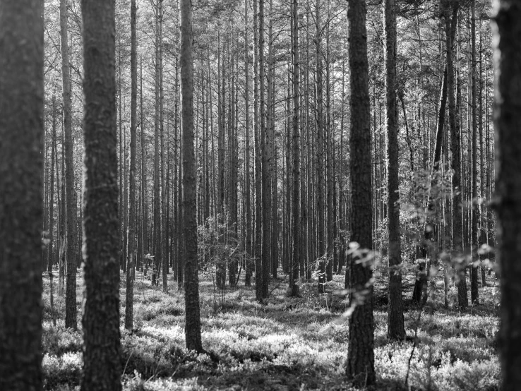 the forest is covered in many tall, thin trees