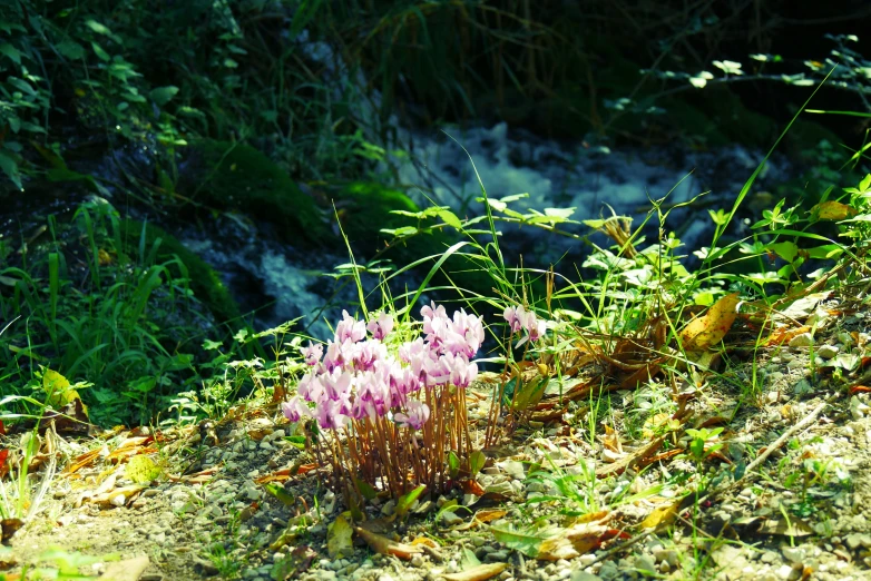 a small bunch of flowers growing in the grass by water