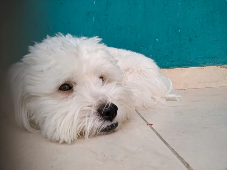 a close up of a dog laying on the ground