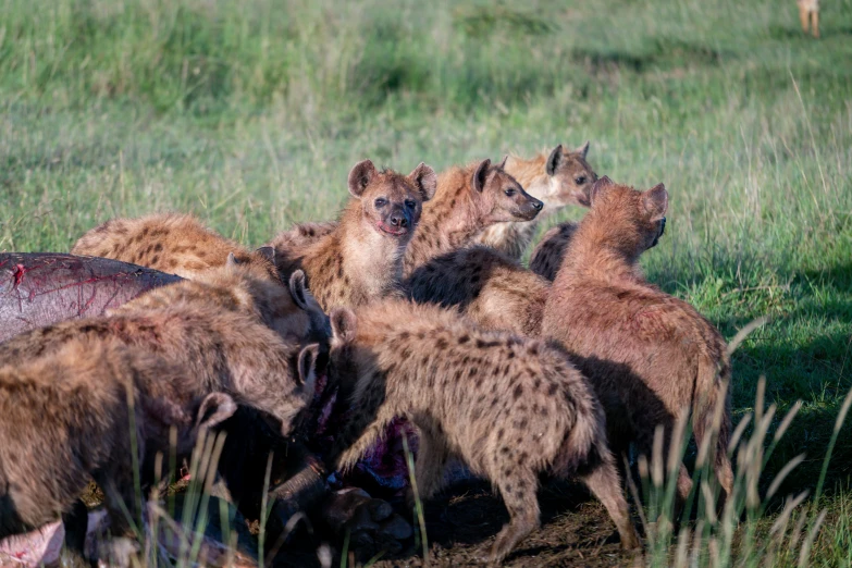 a number of wild animals in grassy area