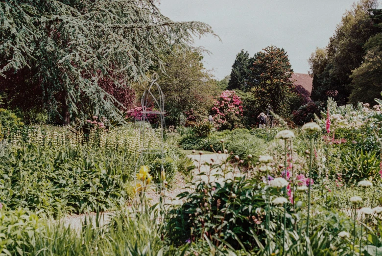 an overgrown area with different flowers and shrubs