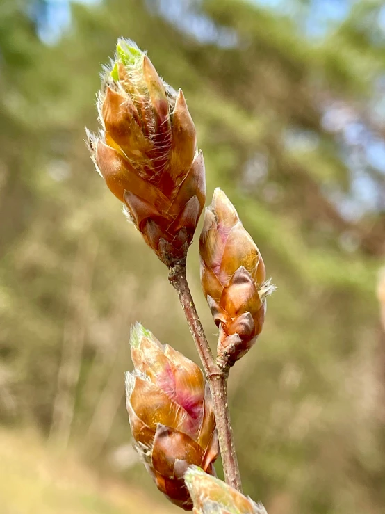 two dry flowers in an open field with trees in the background