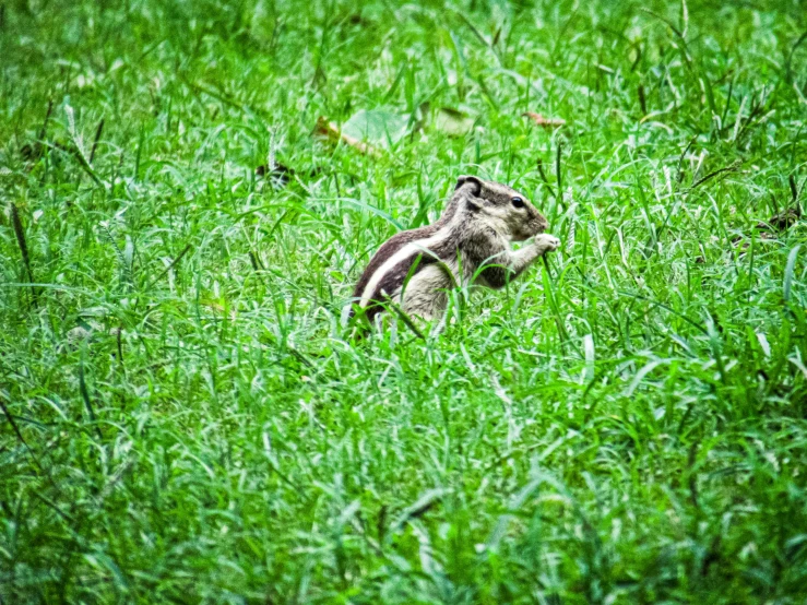 a small grey bird standing in a lush green field