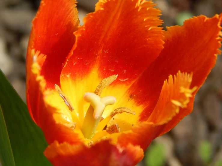 there is an orange and yellow flower next to the green leaf