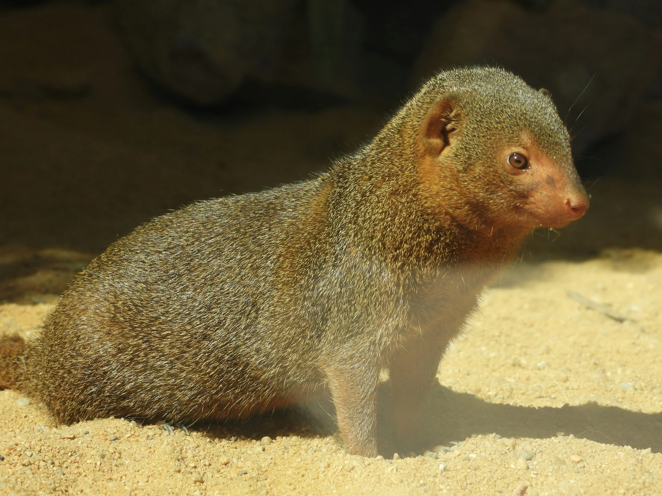 a small animal is covered in sand at the zoo