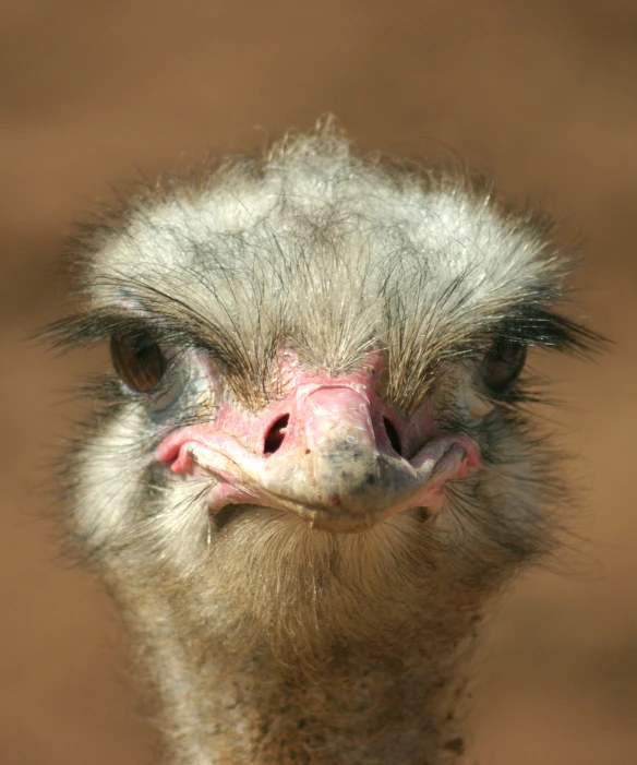 an ostrich is close up looking towards the camera