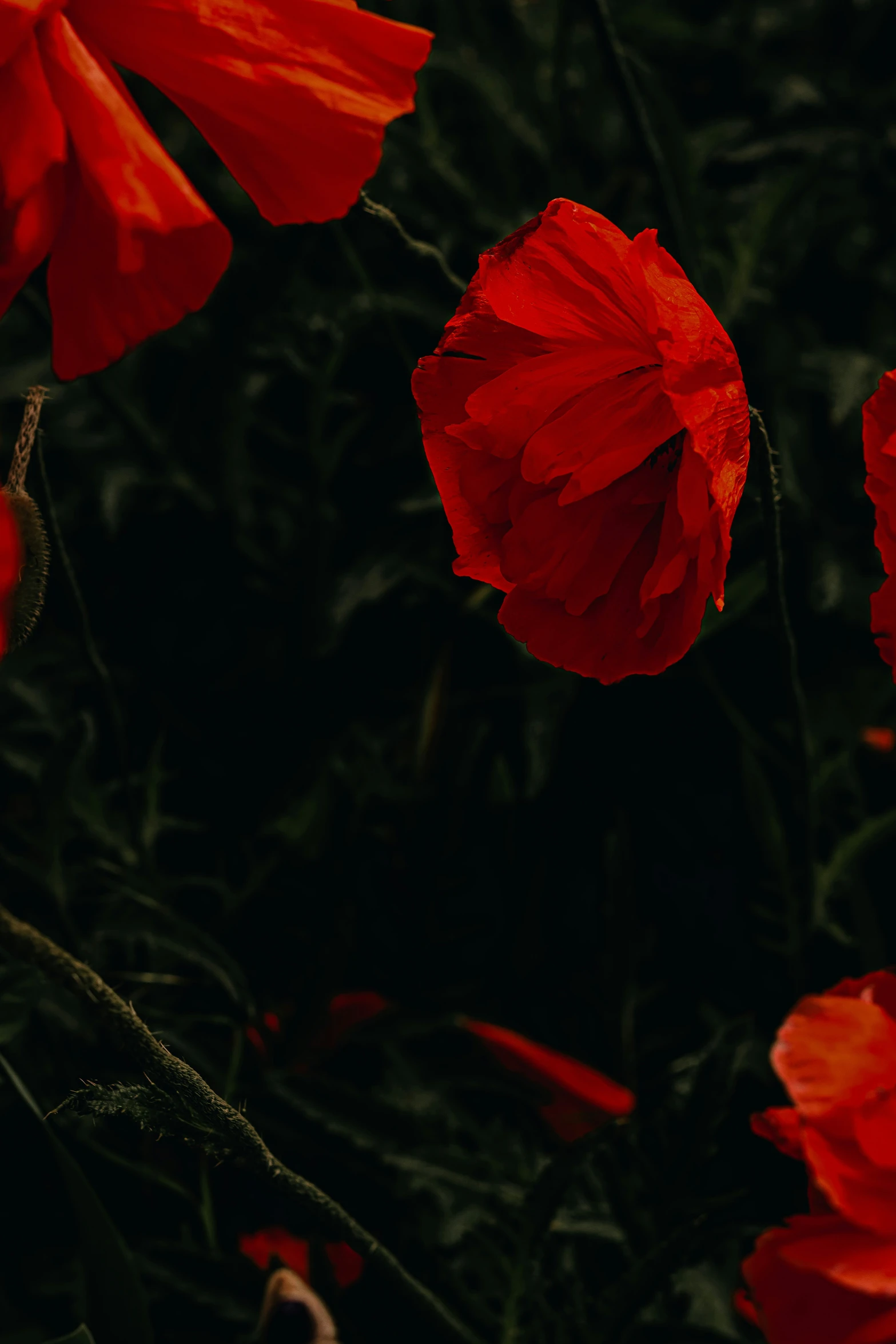 the flowers have red petals growing in the field