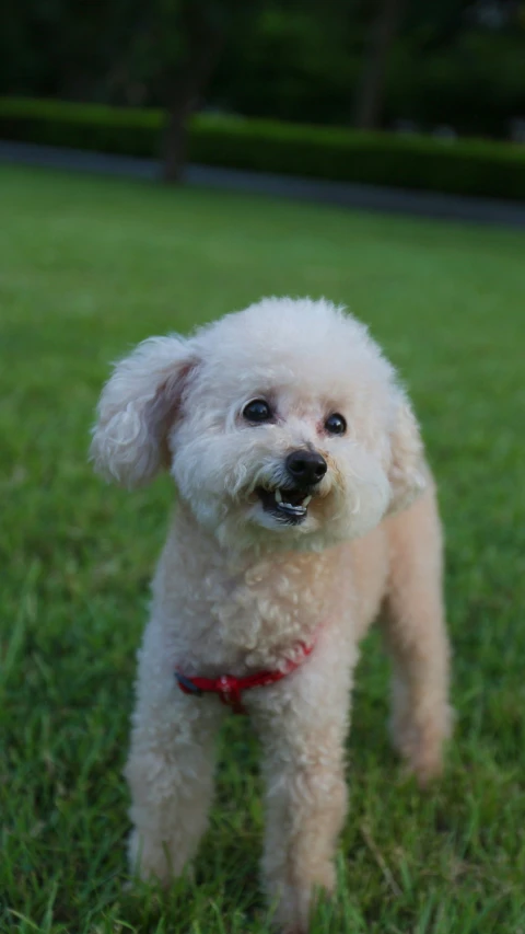 a small dog standing in the grass with its tongue hanging out