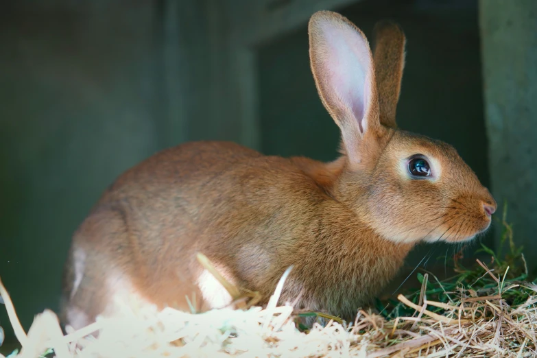 the brown bunny is sitting inside of a wooden frame