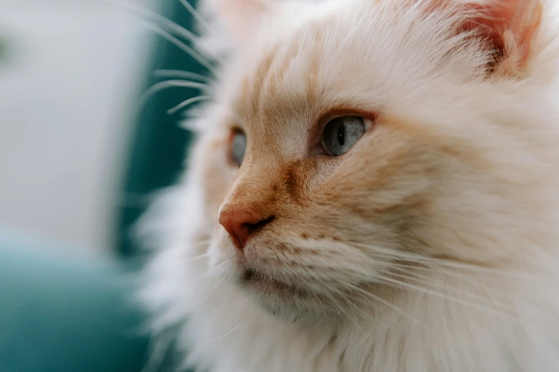 a white cat is looking into the distance