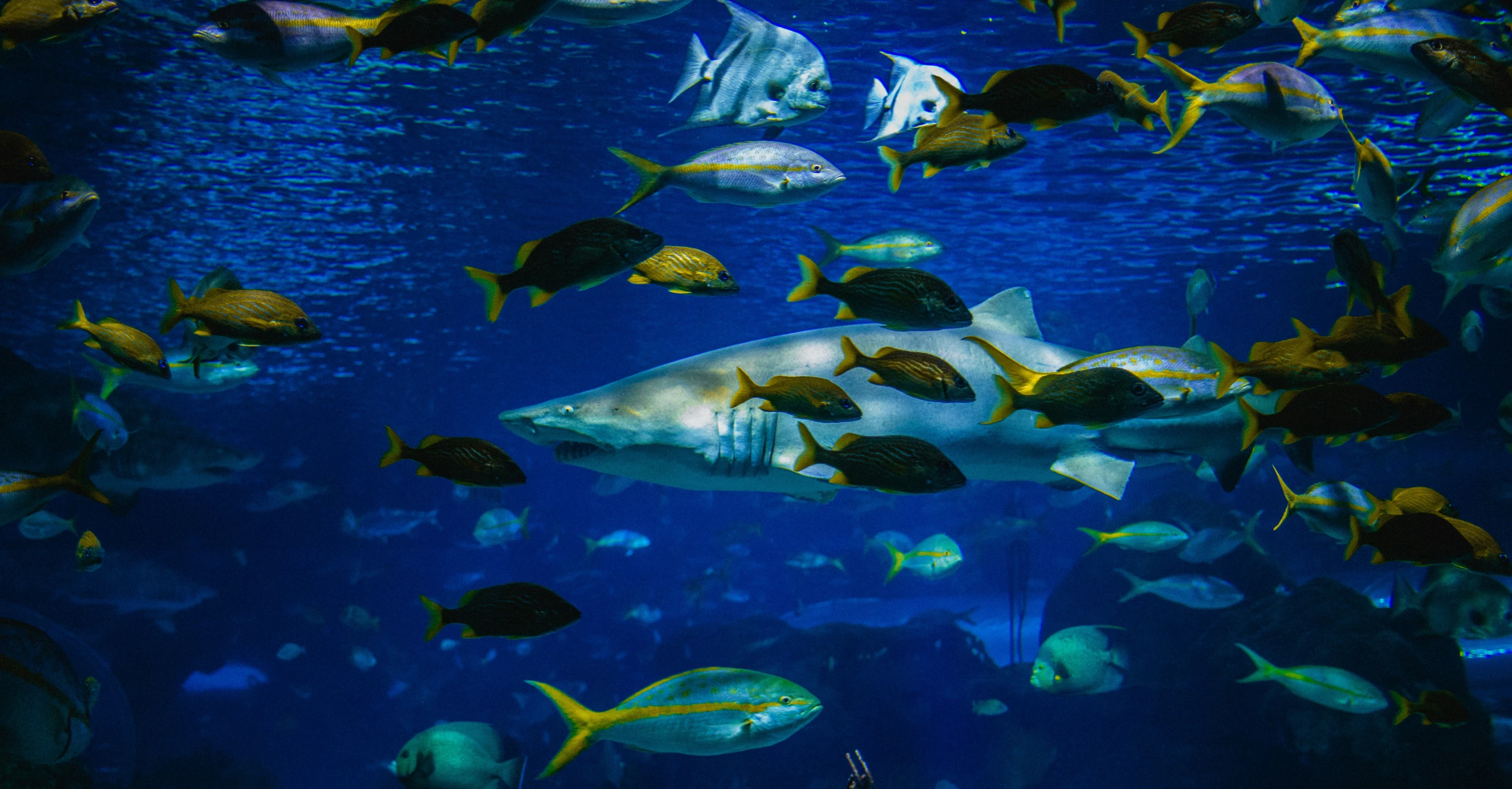 a huge aquarium filled with lots of different fish