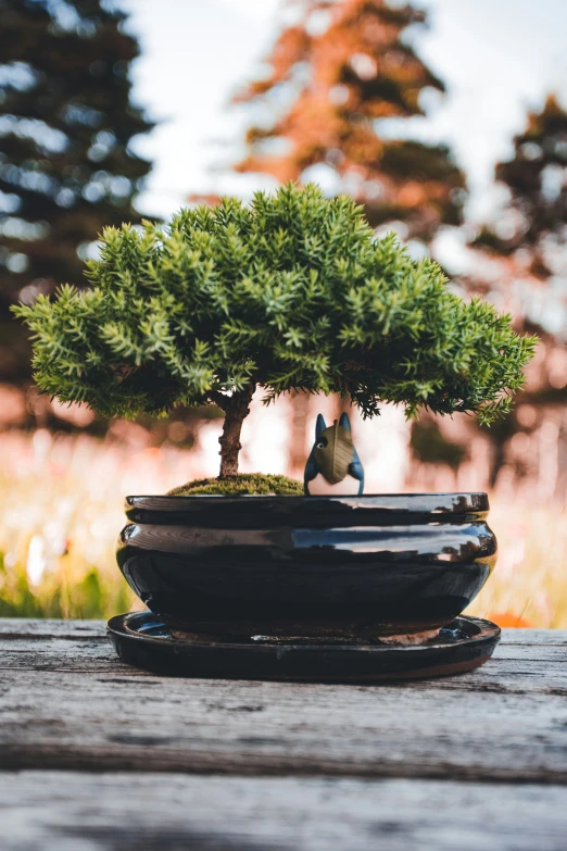 a pine tree is in the potted plant on the table