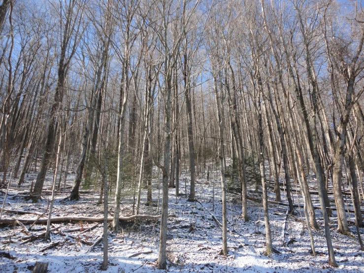 this is a picture of the woods in winter