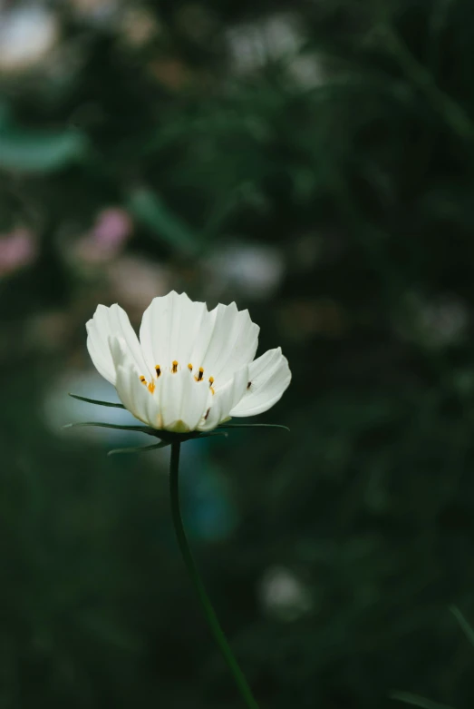 the closeup image of a single white flower is shown