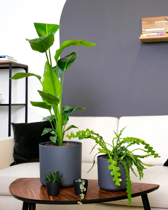 an assortment of house plants on a table