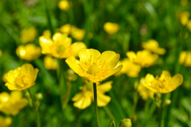 many yellow flowers are all around the area